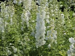 Pacific-Rittersporn 'Galahad' -Günstiges Erd Seele Geschäft pacific rittersporn galahad m009191 w 9