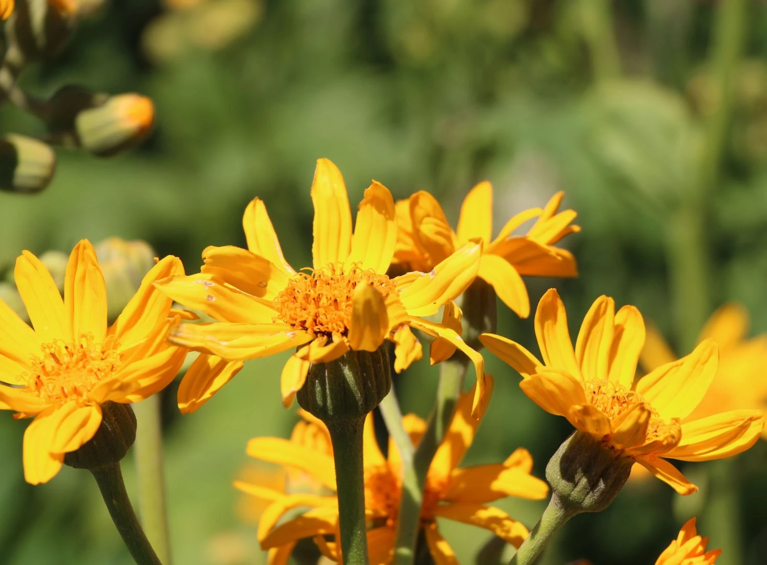 Palmblatt-Goldkolben 3 Palmblatt-Goldkolben