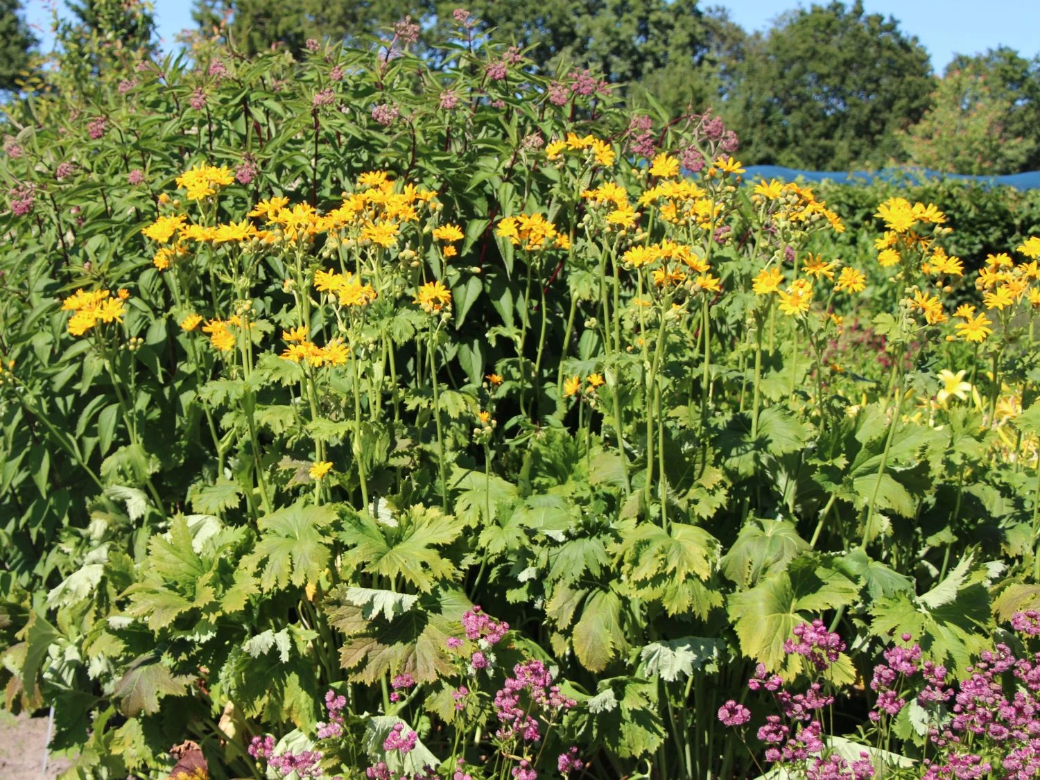 Palmblatt-Goldkolben 4 Palmblatt-Goldkolben – Bild 2