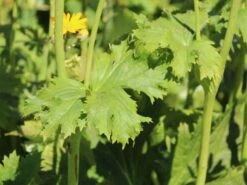 Palmblatt-Goldkolben 9 Palmblatt-Goldkolben -Günstiges Erd Seele Geschäft palmblatt goldkolben m059414 w 1