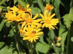 Palmblatt-Goldkolben 11 Palmblatt-Goldkolben -Günstiges Erd Seele Geschäft palmblatt goldkolben m059414 w 2