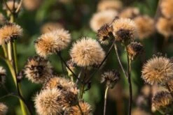 Palmblatt-Goldkolben 10 Palmblatt-Goldkolben -Günstiges Erd Seele Geschäft palmblatt goldkolben m059414 w 3