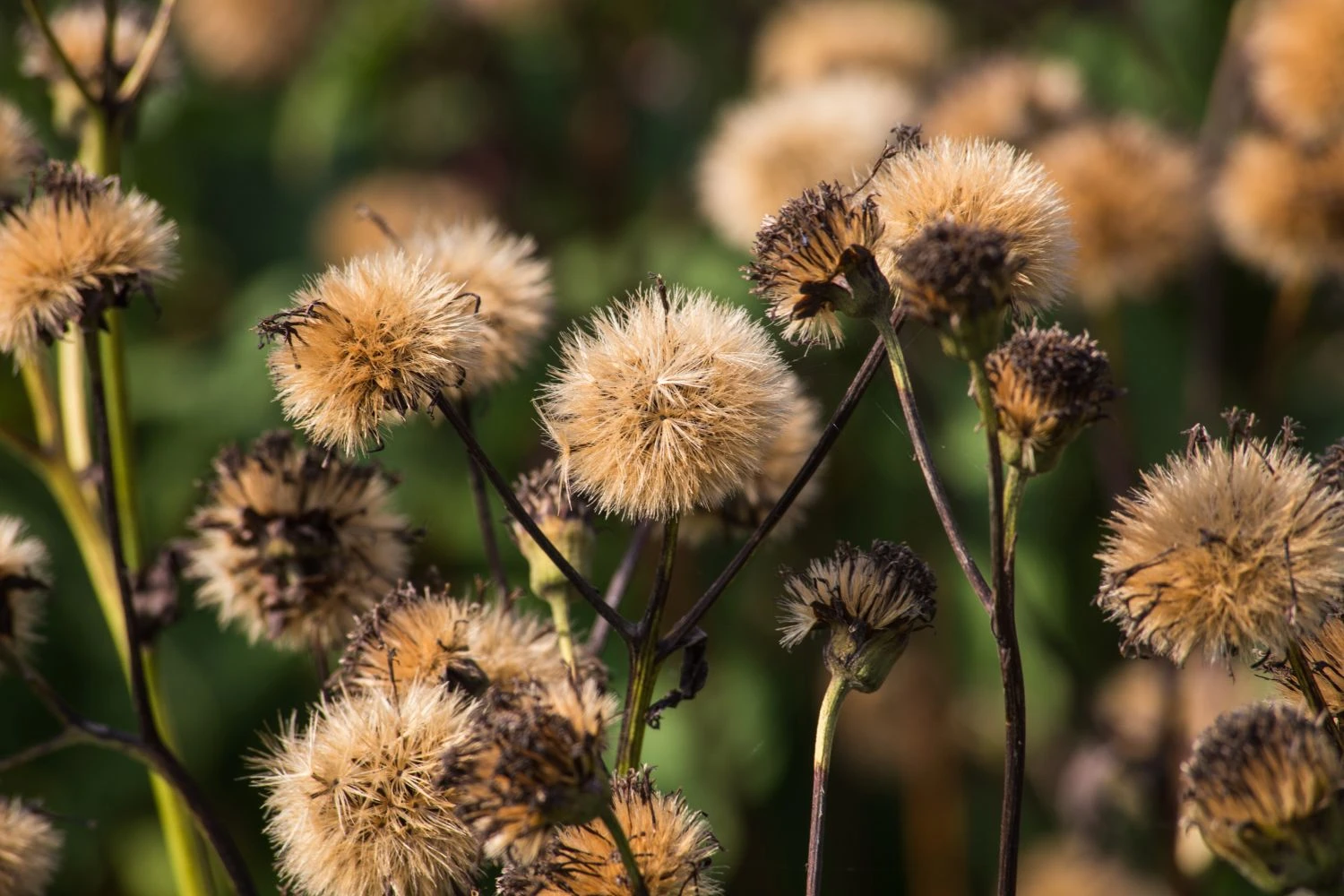 Palmblatt-Goldkolben 6 Palmblatt-Goldkolben – Bild 4