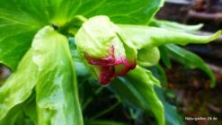 Palmblatt Nieswurz -Günstiges Erd Seele Geschäft palmblatt nieswurz m010914 796006 0