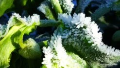 Palmblatt Nieswurz -Günstiges Erd Seele Geschäft palmblatt nieswurz m010914 796006 1