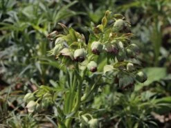 Palmblatt Nieswurz -Günstiges Erd Seele Geschäft palmblatt nieswurz m010914 w 0