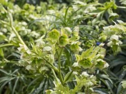 Palmblatt Nieswurz -Günstiges Erd Seele Geschäft palmblatt nieswurz m010914 w 1