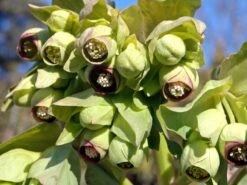 Palmblatt Nieswurz -Günstiges Erd Seele Geschäft palmblatt nieswurz m010914 w 2