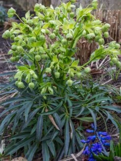 Palmblatt Nieswurz -Günstiges Erd Seele Geschäft palmblatt nieswurz m010914 w 3