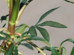 Palmblatt Nieswurz -Günstiges Erd Seele Geschäft palmblatt nieswurz m010914 w 4