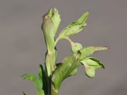 Palmblatt Nieswurz -Günstiges Erd Seele Geschäft palmblatt nieswurz m010914 w 5