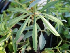 Palmblatt Nieswurz -Günstiges Erd Seele Geschäft palmblatt nieswurz m010914 w 7