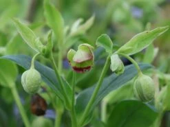 Palmblatt Nieswurz -Günstiges Erd Seele Geschäft palmblatt nieswurz m010914 w 8