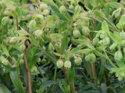 Palmblatt Nieswurz -Günstiges Erd Seele Geschäft palmblatt nieswurz m010914 w 9