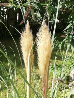 Pampasgras 'Citaro' 15 Pampasgras 'Citaro' -Günstiges Erd Seele Geschäft pampasgras citaro m055705 957606 0