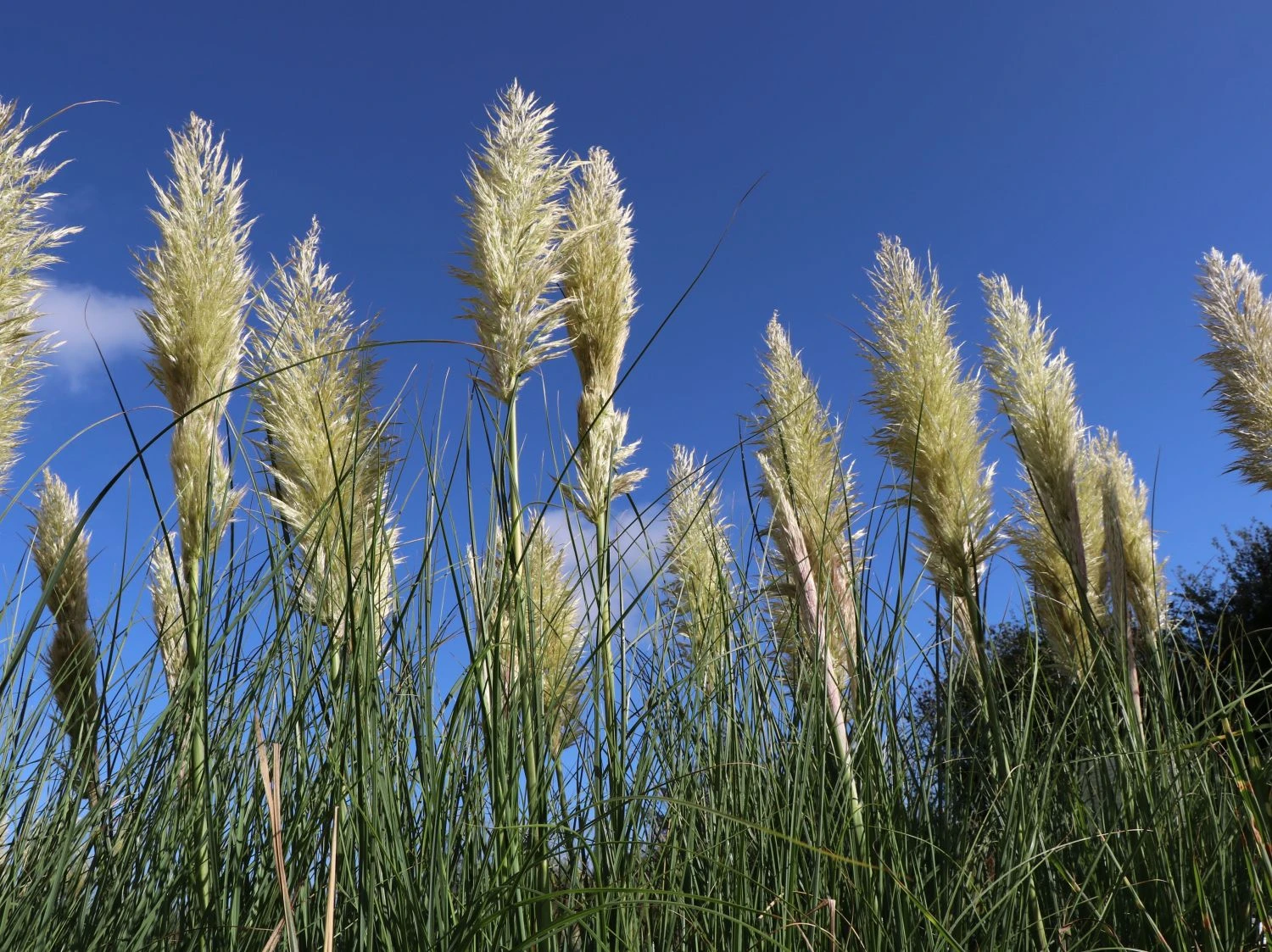 Pampasgras 'Citaro' 3 Pampasgras 'Citaro'