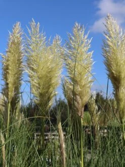 Pampasgras 'Citaro' 14 Pampasgras 'Citaro' -Günstiges Erd Seele Geschäft pampasgras citaro m055705 w 0