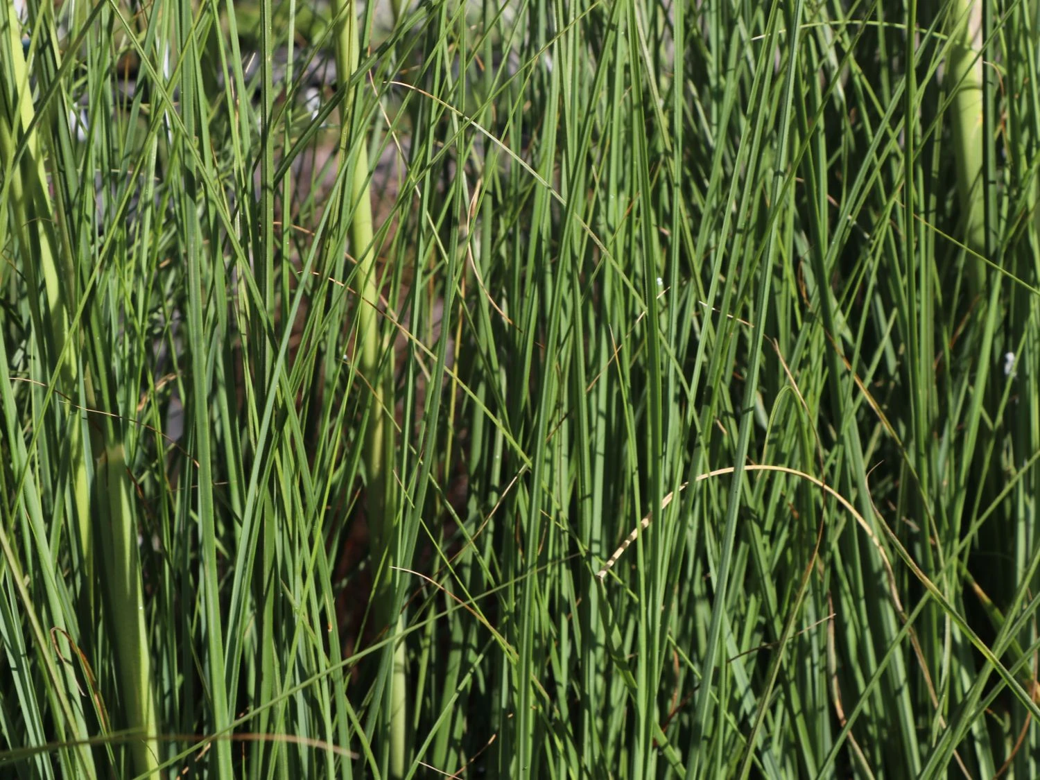 Pampasgras 'Citaro' 6 Pampasgras 'Citaro' – Bild 4