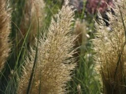 Pampasgras 'Citaro' 10 Pampasgras 'Citaro' -Günstiges Erd Seele Geschäft pampasgras citaro m055705 w 2