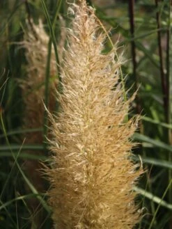 Pampasgras 'Citaro' 11 Pampasgras 'Citaro' -Günstiges Erd Seele Geschäft pampasgras citaro m055705 w 3