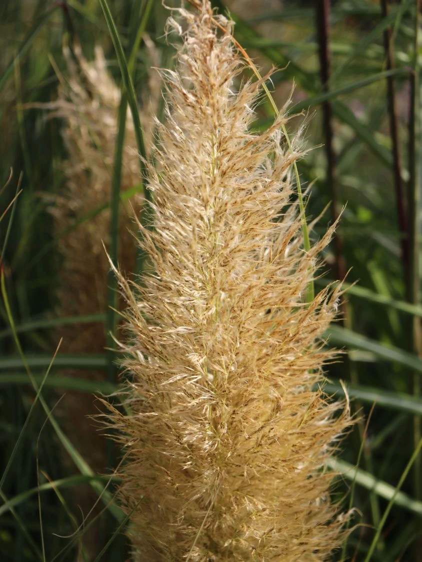 Pampasgras 'Citaro' 5 Pampasgras 'Citaro' – Bild 3