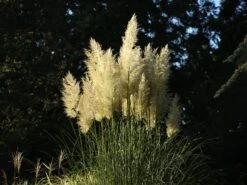 Pampasgras 'Citaro' 13 Pampasgras 'Citaro' -Günstiges Erd Seele Geschäft pampasgras citaro m055705 w 4