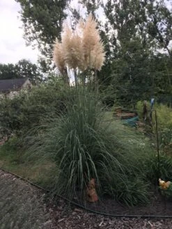 Pampasgras 'Sunningdale Silver' -Günstiges Erd Seele Geschäft pampasgras sunningdale silver m074191 733832 0