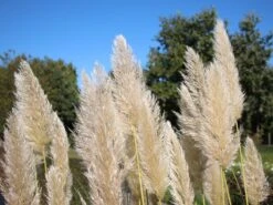 Pampasgras 'Sunningdale Silver' -Günstiges Erd Seele Geschäft pampasgras sunningdale silver m074191 w 0