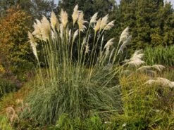 Pampasgras 'Sunningdale Silver' -Günstiges Erd Seele Geschäft pampasgras sunningdale silver m074191 w 2