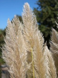Pampasgras 'Sunningdale Silver' -Günstiges Erd Seele Geschäft pampasgras sunningdale silver m074191 w 4