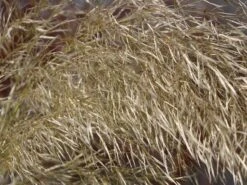 Pampasgras 'Sunningdale Silver' -Günstiges Erd Seele Geschäft pampasgras sunningdale silver m074191 w 5