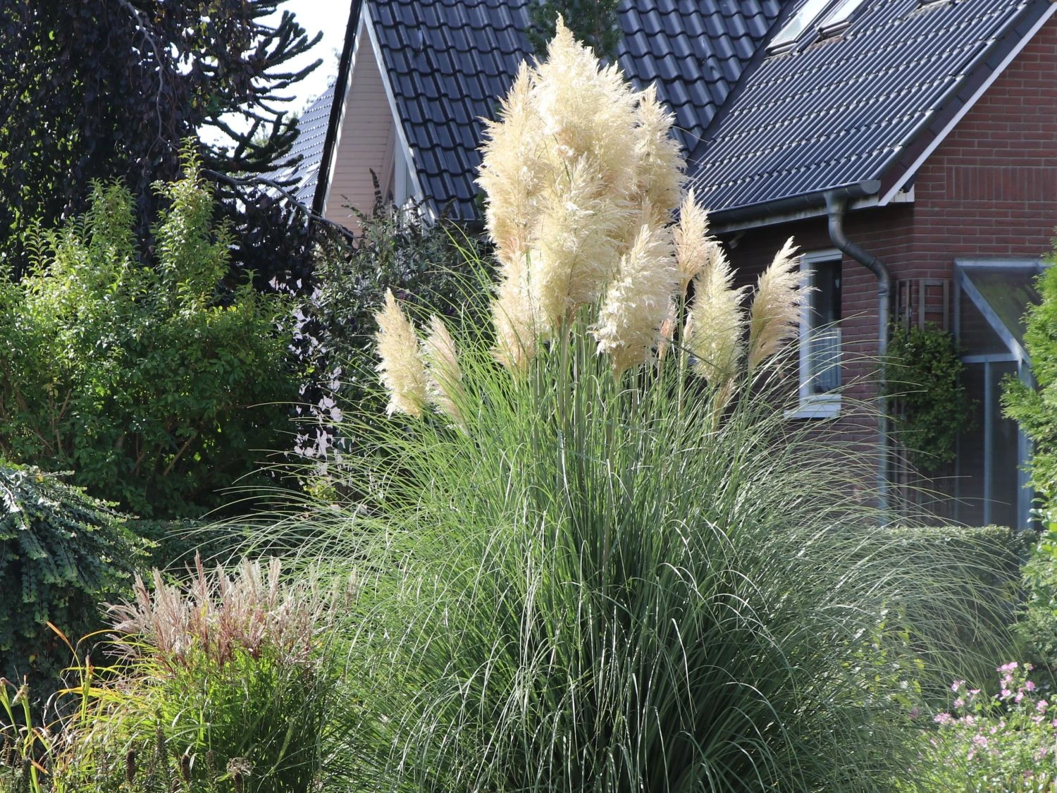 Pampasgras 'Weiße Feder' 3 Pampasgras 'Weiße Feder'