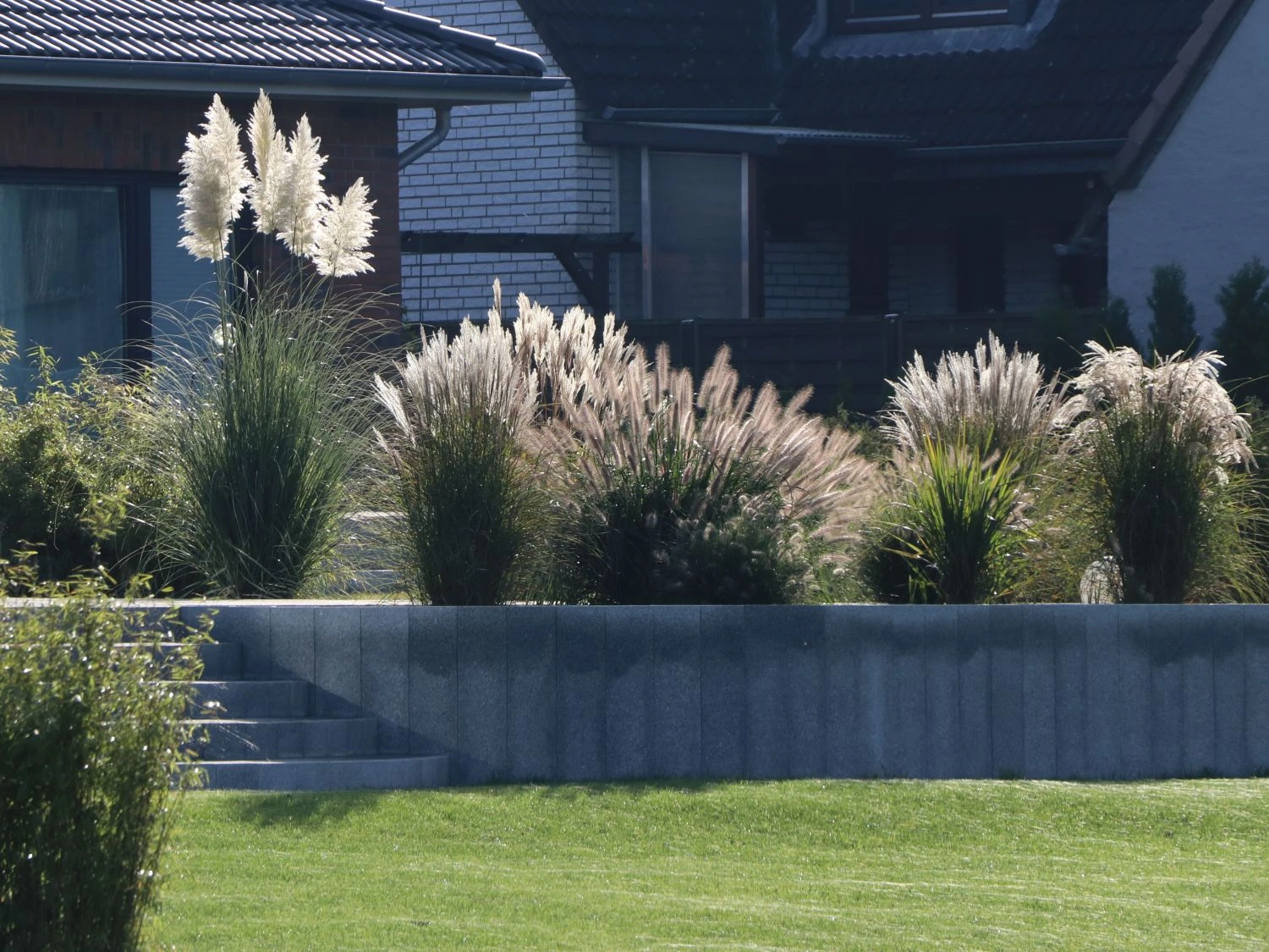 Pampasgras 'Weiße Feder' 6 Pampasgras 'Weiße Feder' – Bild 4