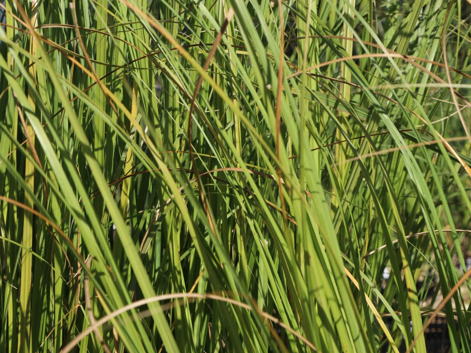 Pampasgras 'Weiße Feder' 4 Pampasgras 'Weiße Feder' – Bild 2