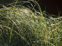 Pampasgras 'Weiße Feder' 9 Pampasgras 'Weiße Feder' -Günstiges Erd Seele Geschäft pampasgras weisse feder m058298 w 2