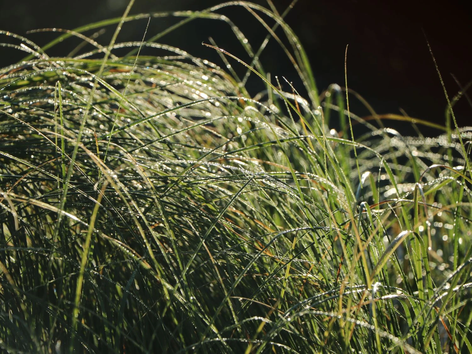 Pampasgras 'Weiße Feder' 5 Pampasgras 'Weiße Feder' – Bild 3