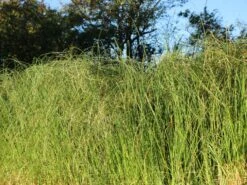 Pampasgras 'Weiße Feder' 11 Pampasgras 'Weiße Feder' -Günstiges Erd Seele Geschäft pampasgras weisse feder m058298 w 3