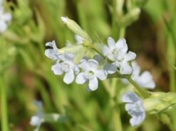 Pechnelke 'Snow Cloud'