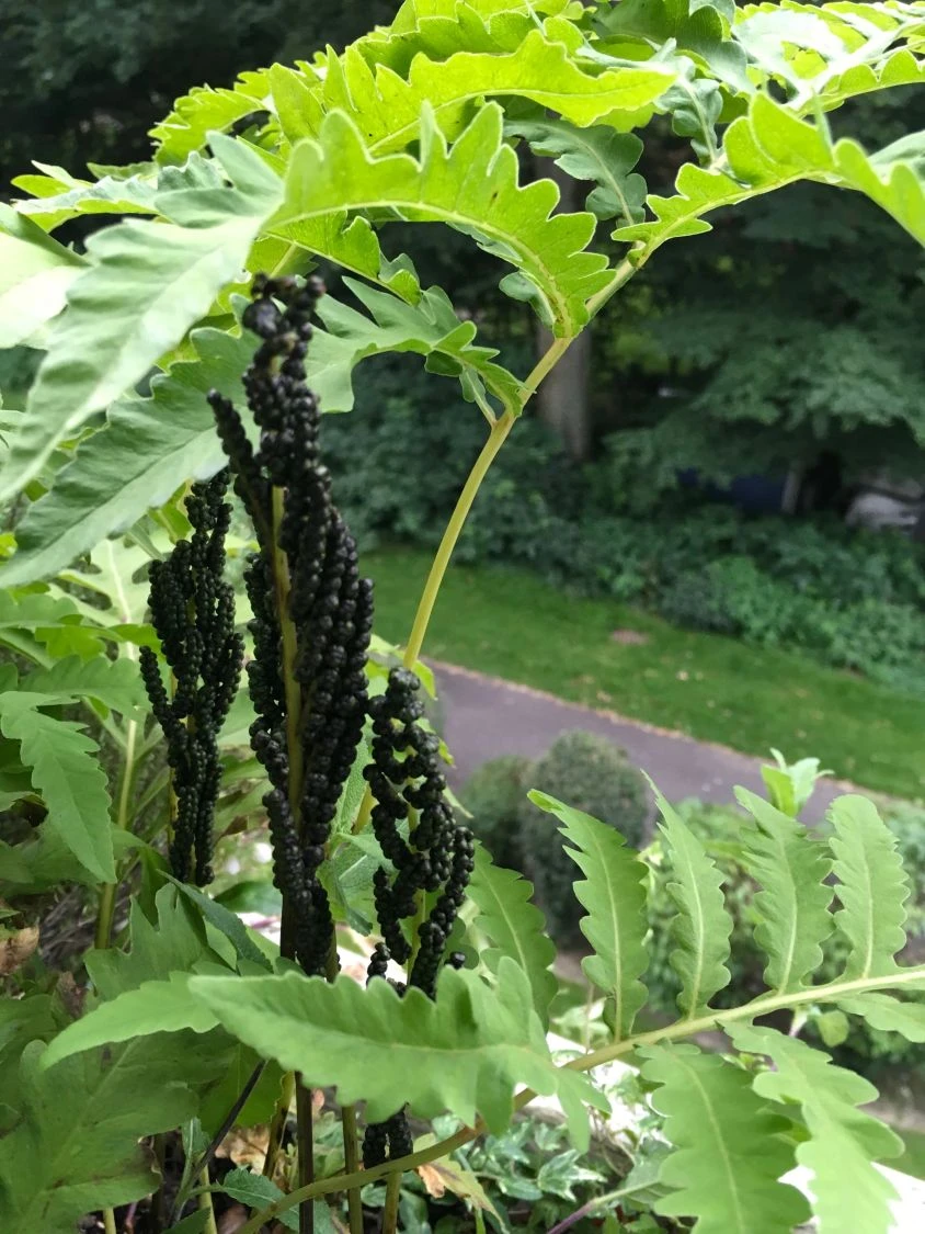 Perlfarn 4 Perlfarn – Bild 2