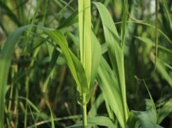 Pfahlrohr -Günstiges Erd Seele Geschäft pfahlrohr m044598 w 0