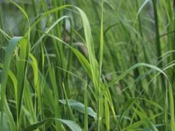 Pfahlrohr -Günstiges Erd Seele Geschäft pfahlrohr m044598 w 1