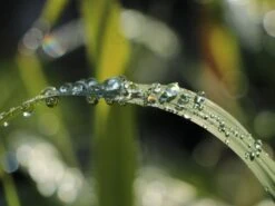 Pfahlrohr -Günstiges Erd Seele Geschäft pfahlrohr m044598 w 3