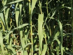 Pfahlrohr -Günstiges Erd Seele Geschäft pfahlrohr m044598 w 4