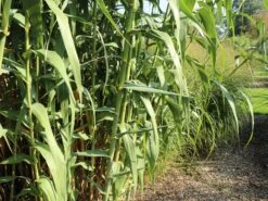 Pfahlrohr -Günstiges Erd Seele Geschäft pfahlrohr m044598 w 5