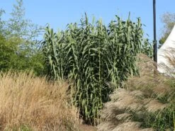 Pfahlrohr -Günstiges Erd Seele Geschäft pfahlrohr m044598 w 6