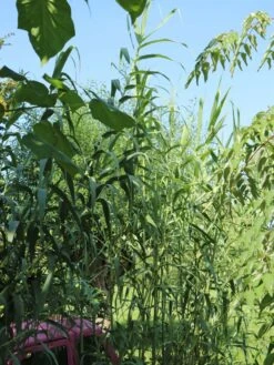 Pfahlrohr -Günstiges Erd Seele Geschäft pfahlrohr m044598 w 7