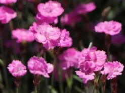 Pfingst-Nelke 'Pink Jewel' -Günstiges Erd Seele Geschäft pfingst nelke pink jewel m058370 w 0