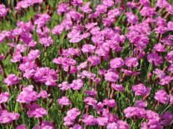 Pfingst-Nelke 'Pink Jewel' -Günstiges Erd Seele Geschäft pfingst nelke pink jewel m058370 w 1