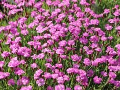 Pfingst-Nelke 'Pink Jewel' -Günstiges Erd Seele Geschäft pfingst nelke pink jewel m058370 w 2