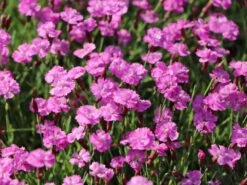 Pfingst-Nelke 'Pink Jewel' -Günstiges Erd Seele Geschäft pfingst nelke pink jewel m058370 w 3